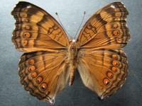 Junonia hedonia zelima - Adult